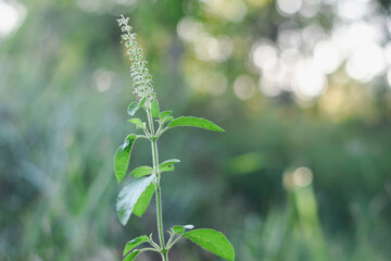 close-up of a young plant with green leaves. The plant has a central stem with several leaves growing from it. The leaves are serrated and have a slightly fuzzy texture.