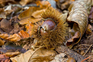 a half-open prickly chestnut lying on the forest floor with marrons in sunlight
