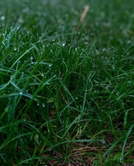 Morning dew on green grass, summer morning, drops of moisture on the grass, fresh summer background