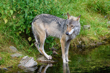 A gray wolf curiously approaches the edge of a serene pond surrounded by vibrant greenery,...