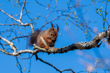 A squirrel sits on a mossy tree branch, nibbling on pine nuts while soaking up the warm sunlight on a clear day among the trees