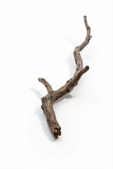 Obraz premium Pine Tree Branches with Dew Drops