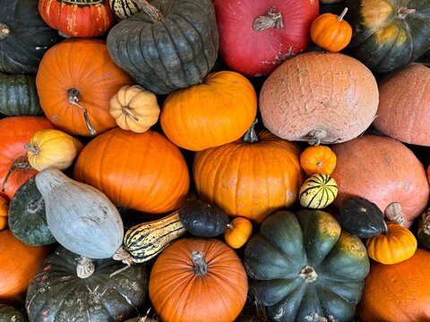 Autumn Abundance: A Harvest of Color at Heligan Garden