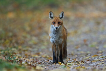 Lis rudy, lis pospolity (Vulpes vulpes) © Bartosz Rakoczy