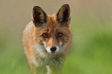 Lis rudy, lis pospolity (Vulpes vulpes) © Bartosz Rakoczy