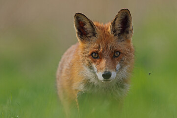 Lis rudy, lis pospolity (Vulpes vulpes) © Bartosz Rakoczy