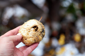 A gardener plants tulip bulbs in the garden in the fall
