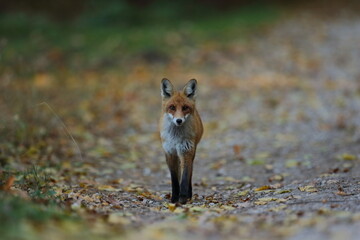 Lis rudy, lis pospolity (Vulpes vulpes) © Bartosz Rakoczy