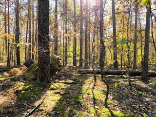 Fototapeta premium landscape pine forest sawn tree
