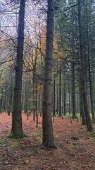 Fototapeta premium autumn in the forest