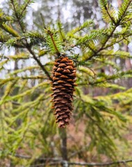 A bump on the Christmas tree in close-up