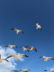 Fototapeta premium seagulls in the sky