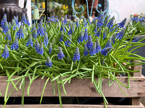 Grape Hyacinth Muscari blue flowers 