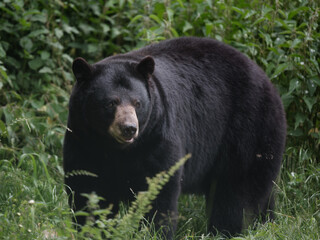 Fototapeta premium Un ours brun qui marche dans la nature
