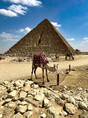 Camel in front of 
Pyramid of Menkaure