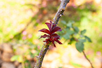 Natural life in the landscape