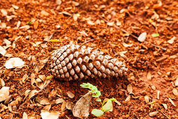 Natural life in the landscape