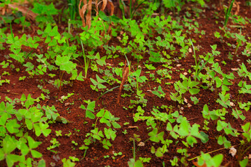 Natural life in the landscape