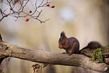 The European red squirrel (Sciurus vulgaris) is a rodent of the Sciuridae family widespread in Europe, but also in Asia.