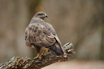 Common Buzzard (Buteo buteo) perched on a branch in natural habitat