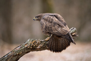 Common Buzzard (Buteo buteo) perched on a branch in natural habitat