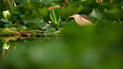 Female Little Bittern (Ixobrychus minutus) reflected on water amidst green foliage