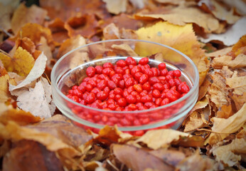 Red goji berries in a glass bowl