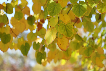 Autumn leaves on a tree