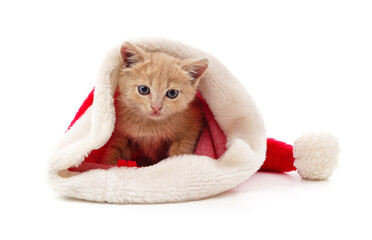 Kitten in christmas hat.