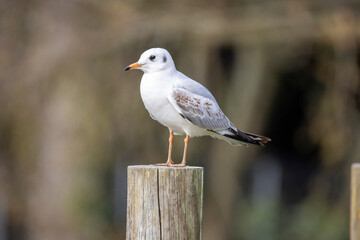 mouette en vigie