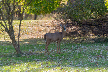 White-tailed Deer In October Along The Fox River Trail Near De Pere, Wisconsin