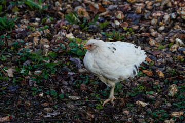 Unique white chicken with a several black feathers.
