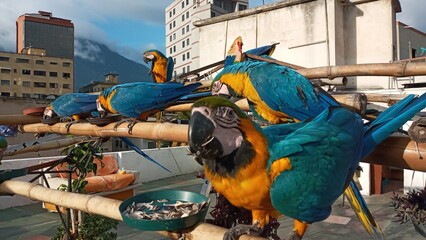 Aves guacamayas en la ciudad © Elsie