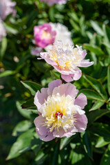 Chinese peony (paeonia lactiflora) flower