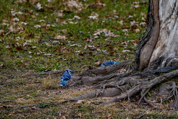 Large bluejays at the base of a tree. Roots visiable, early autumn season.