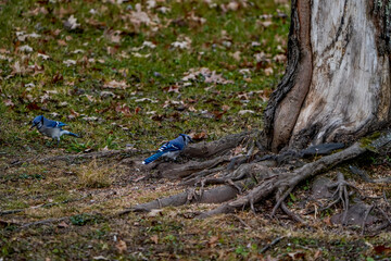 Large bluejays at the base of a tree. Roots visiable, early autumn season.