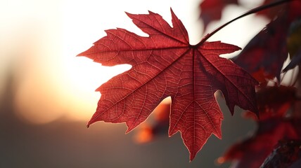 Close-up of red autumn leaf with delicate veins, sunrise glow background