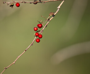 Bittersweet berries in fall. Oriental Bittersweet or Celastrus orbiculatus