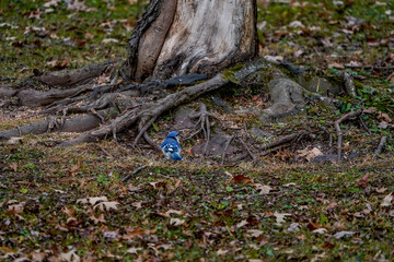 Large bluejay at the base of a tree. Roots visiable, early autumn season.