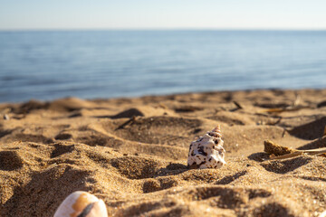A shell with a spotted shell on the sand.A sandy sea beach with water on the horizon.