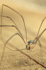 A haymaker spider with long legs and a transparent body.Macrophotography of a spider on long legs.