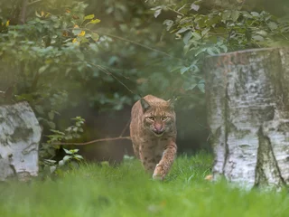Fotobehang Lynx Un lynx d'Europe à l'orée d'un bois  © shocky