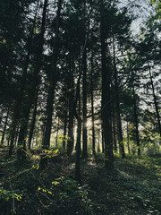 path in the forest