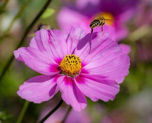 honey bee apis mellifera flying away from a pink cosmos blossom with blurred bokeh background