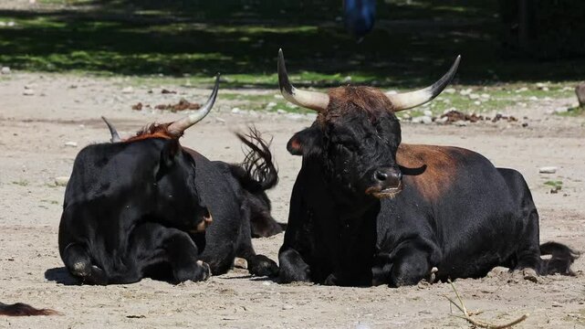 Heck cattle, Bos primigenius taurus, claimed to resemble the extinct aurochs. Domestic highland cattle
