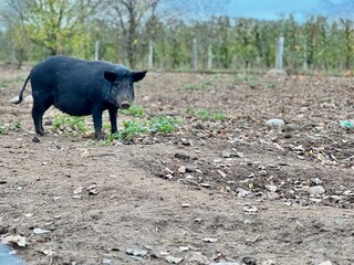 black pig of karmal breed in a pen on a farm digs in the ground authentic portrait of a sow on a cloudy day