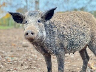 portrait of a sow, a pig of the Karmal breed in a pen on a farm on a cloudy day, cheerfully frolicking, brown-red color