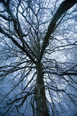 tree full of snow, winter, cold, snowy forest, low temperature, cold, gelio, frozen, tree close-up, winter vision, winter vision