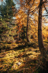 Obraz premium Herbststimmung in den Alpen