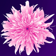 Isolated chrysanthemum flower. Isolated guilloche flower. Fantastic flower. Mandala. Fluorescent flower. Neon sign. Shimmering neon. Mandala isolated.